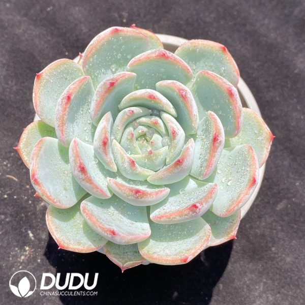 Echeveria Baiji - Image 1