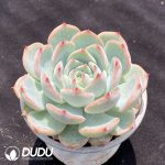 Echeveria Baiji - Image 2