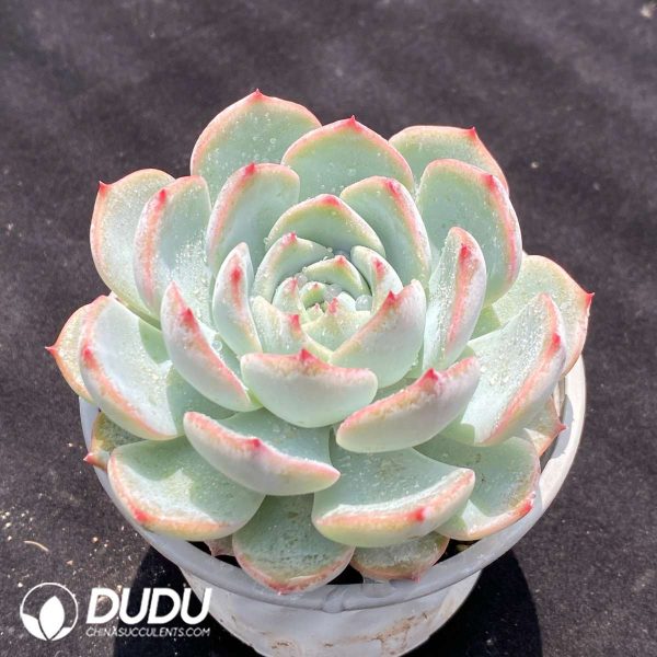 Echeveria Baiji - Image 2