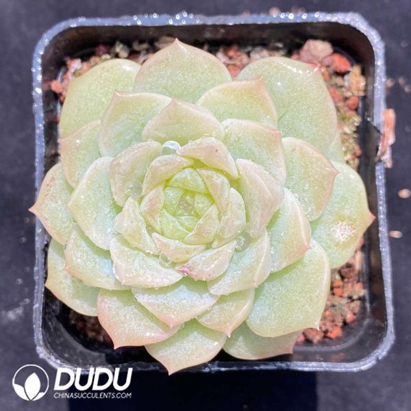09520D70201.jpg Echeveria Ice Diamond - Image 1