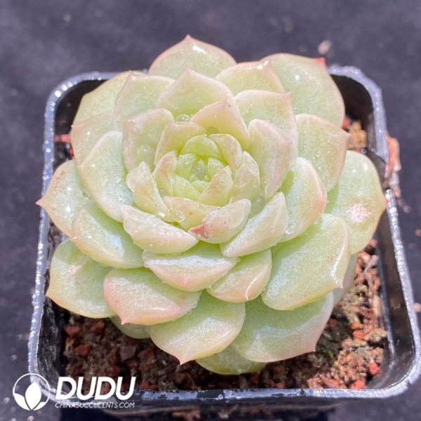 Echeveria Ice Diamond - Image 2