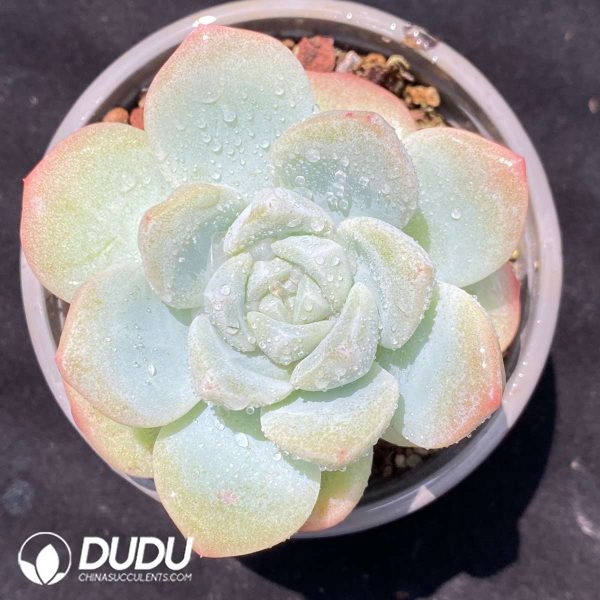 09521D90201.jpg Echeveria Baize - Image 1