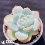 Echeveria Baize - Image 2
