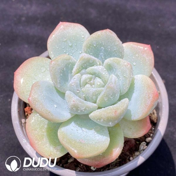 Echeveria Baize - Image 2