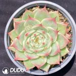Echeveria Toscanelli