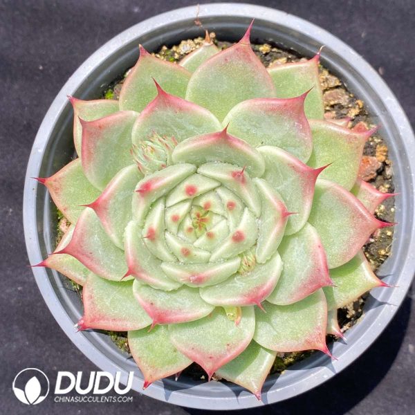 Echeveria Toscanelli - Image 1