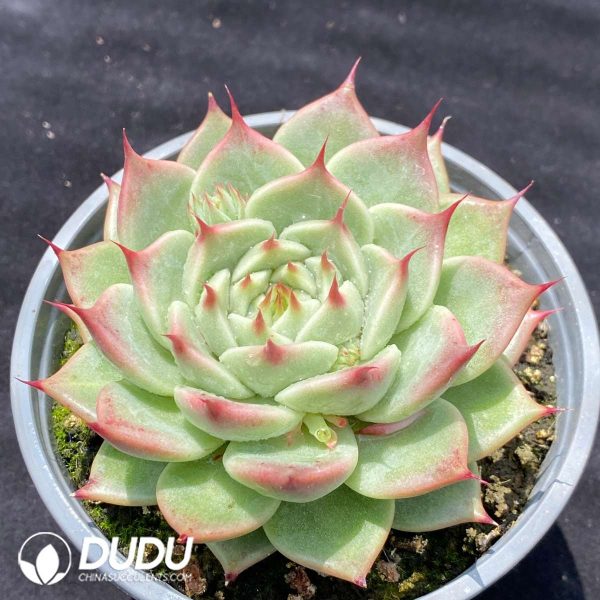 Echeveria Toscanelli - Image 2