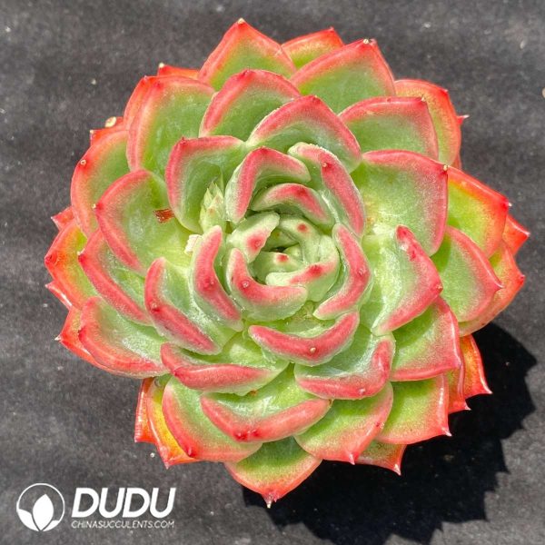09523D90201.jpg Echeveria Flora - Image 1