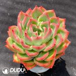 Echeveria Flora - Image 2