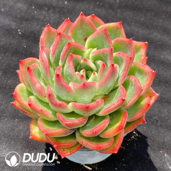 Echeveria Flora - Image 2