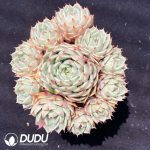 Echeveria Benbadis Clustering