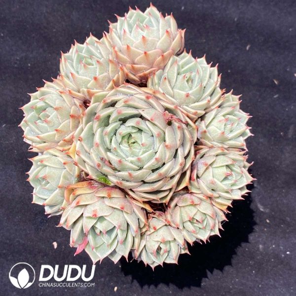Echeveria Benbadis Clustering - Image 1