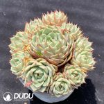 Echeveria Benbadis Clustering - Image 2