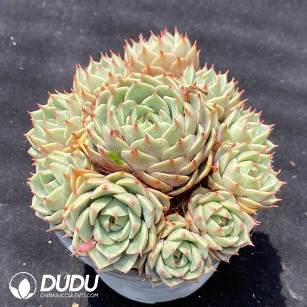 Echeveria Benbadis Clustering - Image 2