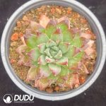]Pachyphytum Dark Pattern