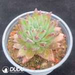 ]Pachyphytum Dark Pattern - Image 2