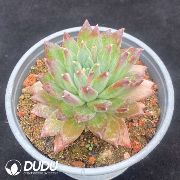]Pachyphytum Dark Pattern - Image 2