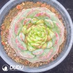 Echeveria Velvet