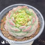Echeveria Velvet - Image 2