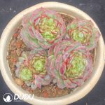 Echeveria Velvet Clustering
