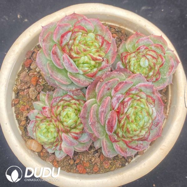 Echeveria Velvet Clustering - Image 1