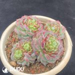 Echeveria Velvet Clustering - Image 2