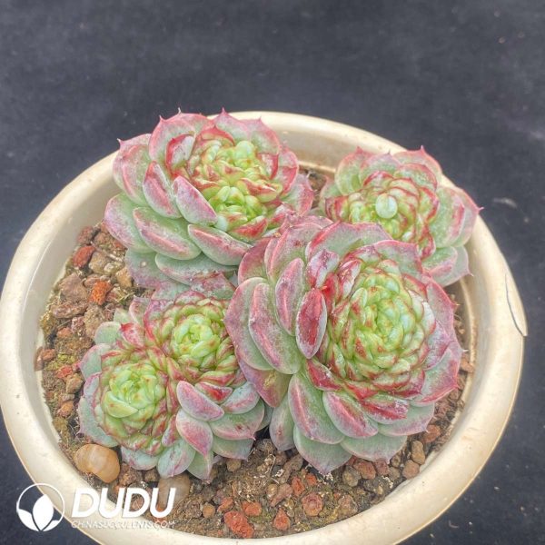 Echeveria Velvet Clustering - Image 2