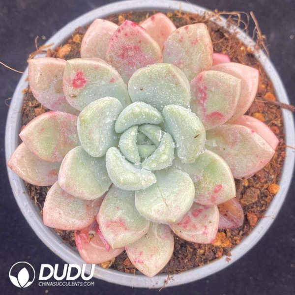 09528D90201.jpg Echeveria Spotted Deer - Image 1