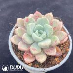 Echeveria Spotted Deer - Image 2