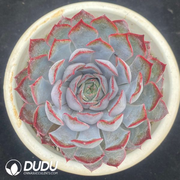 Echeveria Dark Ice - Image 1