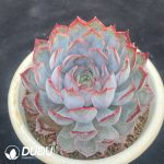 Echeveria Dark Ice - Image 2