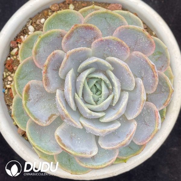 Echeveria Original Blue Surprise - Image 1
