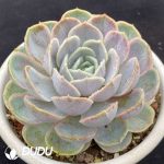 Echeveria Original Blue Surprise - Image 2