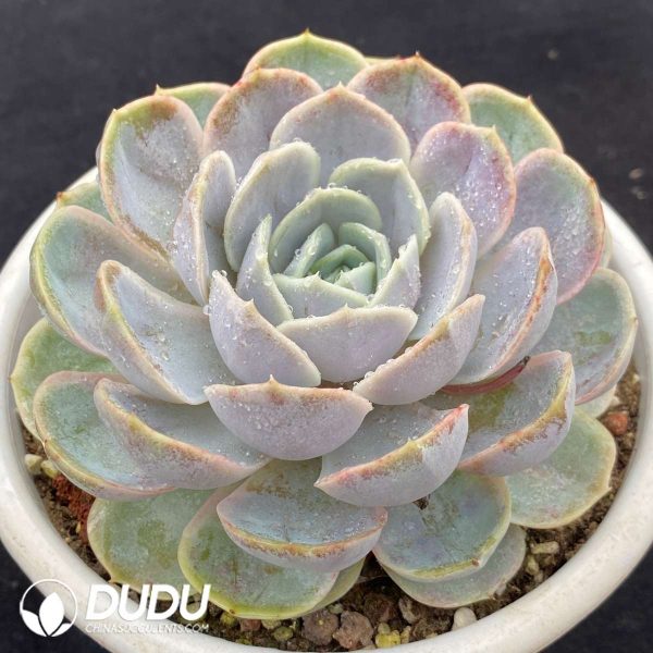 Echeveria Original Blue Surprise - Image 2
