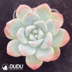 Echeveria Ice Dream