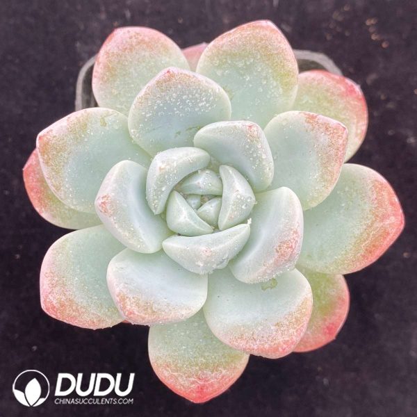 09531D70201.jpg Echeveria Ice Dream - Image 1