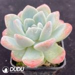 Echeveria Ice Dream - Image 2