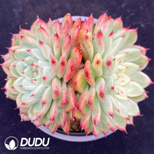 Echeveria Star Jenny Double Heads - Image 1