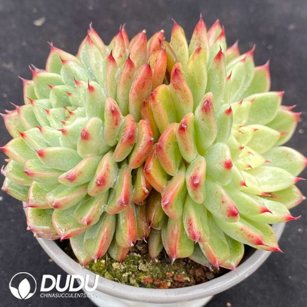 Echeveria Star Jenny Double Heads - Image 2