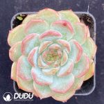 Echeveria Ice Heart