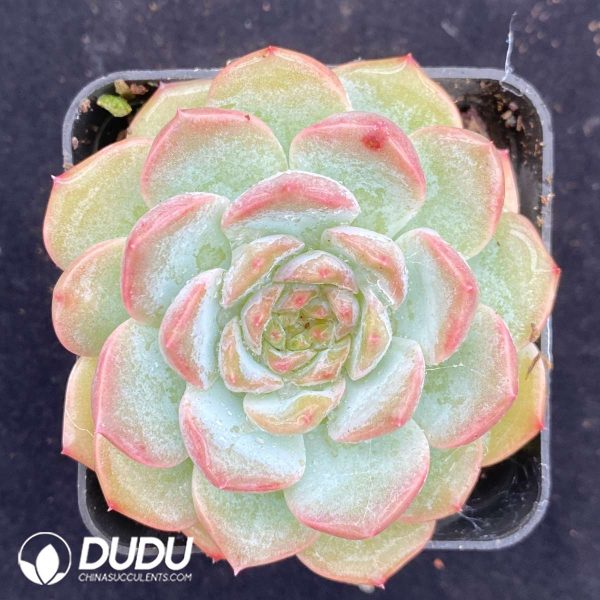 09533D70201.jpg Echeveria Ice Heart - Image 1