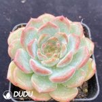 Echeveria Ice Heart - Image 2
