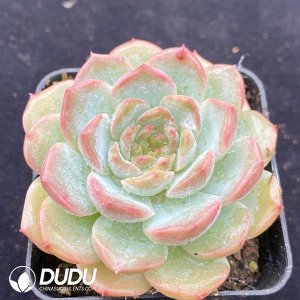 Echeveria Ice Heart - Image 2