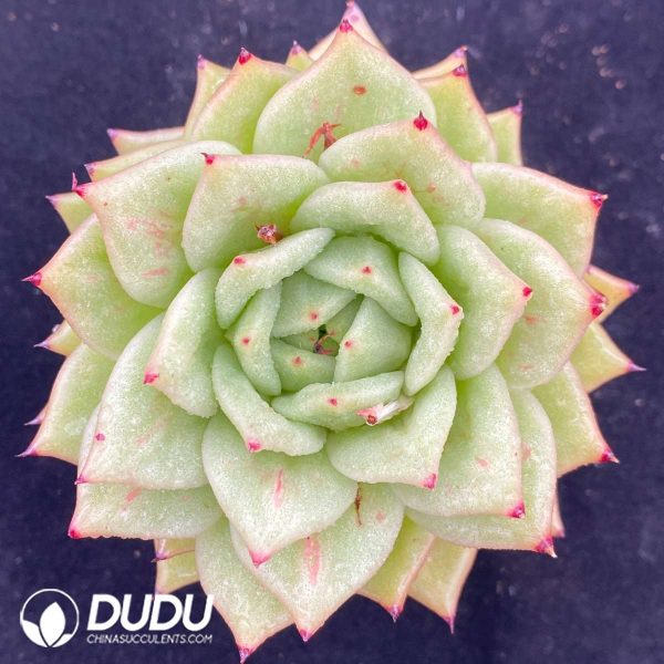 09534D90201.jpg Echeveria Protrusion Maria - Image 1