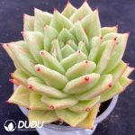 Echeveria Protrusion Maria - Image 2