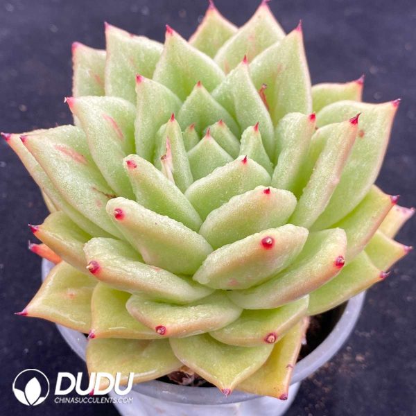 Echeveria Protrusion Maria - Image 2
