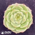 Echeveria Jenny