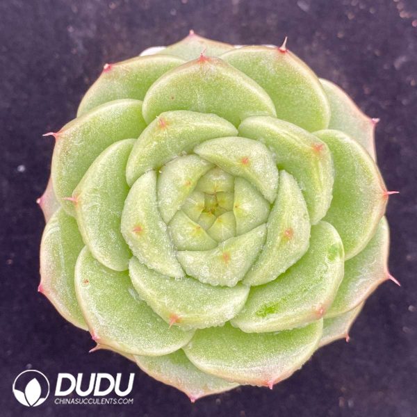 09535D70201.jpg Echeveria Jenny - Image 1