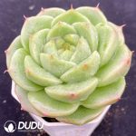 Echeveria Jenny - Image 2