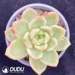 Echeveria Glamour